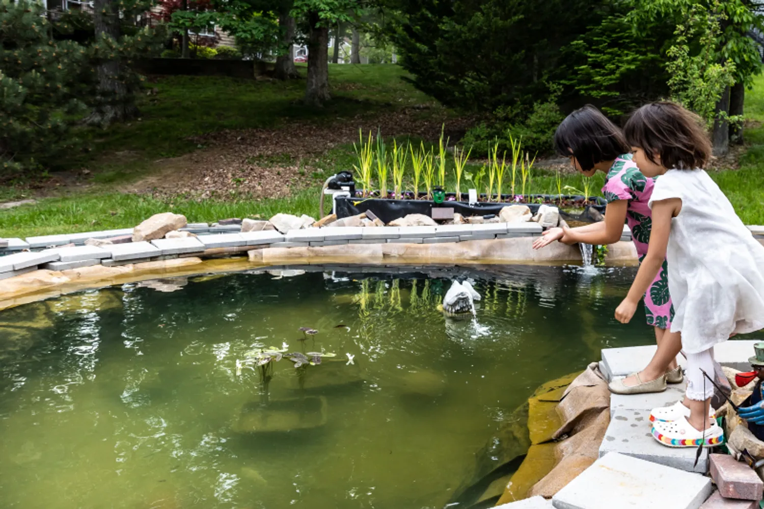 Aquatic Circle Feeding Fish In Ourdoor Pond