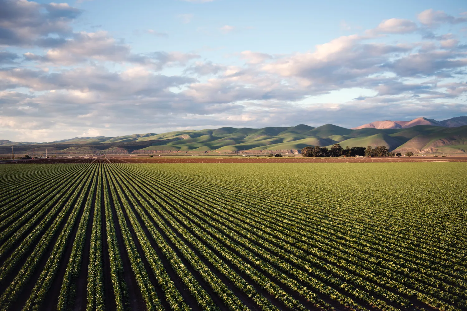 Image of a farm field under a blue sky.