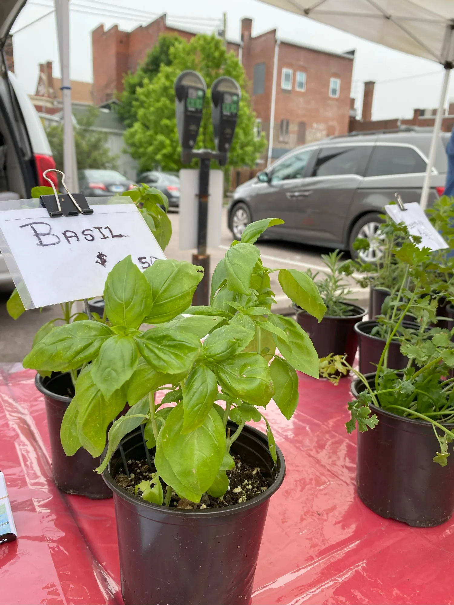 Fresh basil plants sit on a vendor's table at the Frostburg Farmers Market.